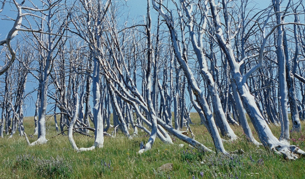 20000801   Yellowstone 096